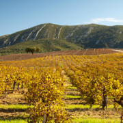 Arrábida Natural Park Vineyards