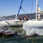 Dolphin Watch Catamaran Cruise