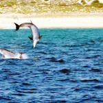Bottlenose Dolphin Jump